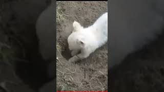 Funny cat and dogs #cat #funny #dog #pets #dogs #animals #cute #cats #funnyshorts #gnatvova #shorts