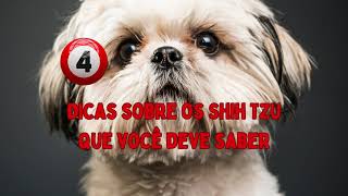 Shih Tzu #pets #animais #estimação #bichosengracados