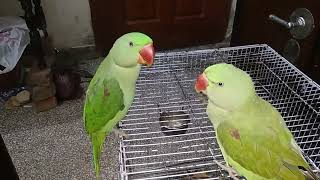 Kashmiri Ringneck Parrots #parrot #alexandrine #whistling  #попугай #loro #perroquet