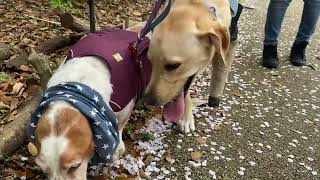 Max君＆Apollo君のドタバタ日記 Vo.12 by Basset Hound MAX君 とLabrador RetrieverのApollo君。 21 views 3 weeks ago 2 minutes, 37 seconds