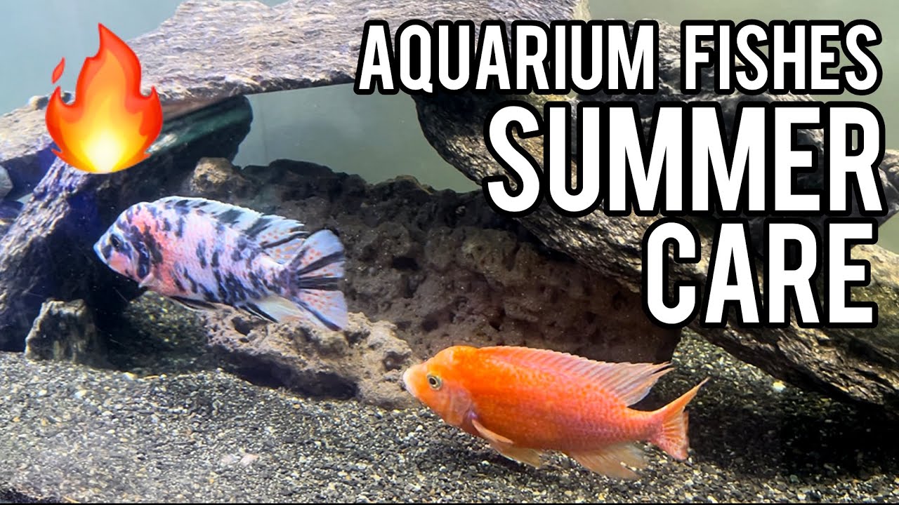 fishes-ki-garmiyo-me-dekhbhal-aquarium-fish-care-in-summer-imran-s