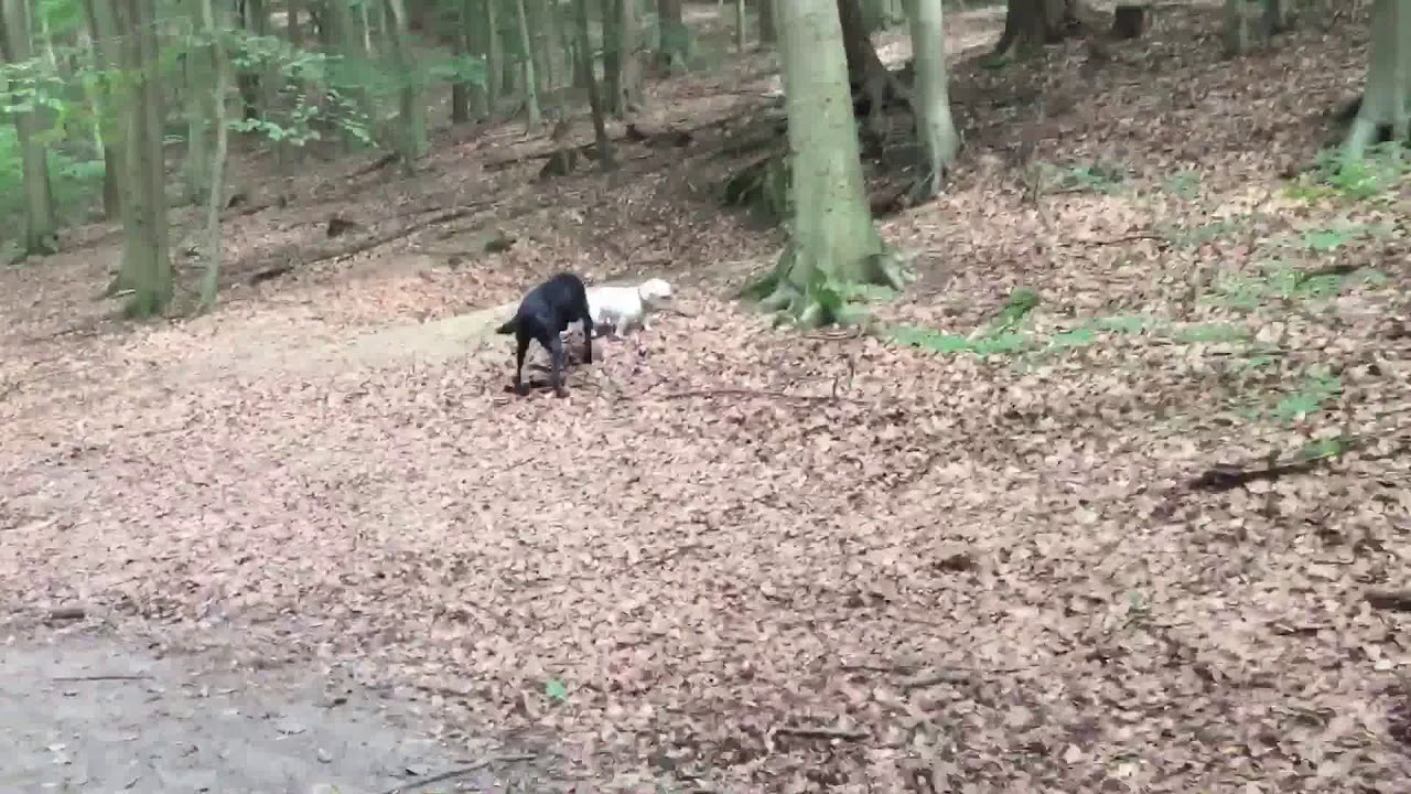 Meyers Park 08.09.2018