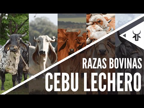 Razas cebu con aptitud lechera