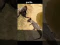 gorilla