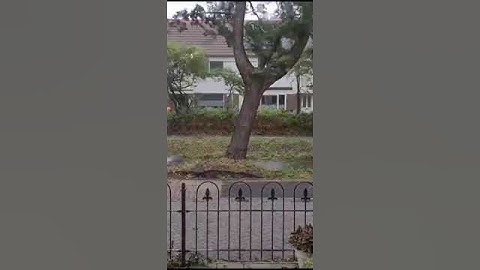 Storm Poly Winds Uproot Tree || ViralHog