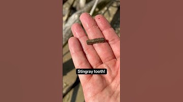 Stingray tooth found on the beach at Calvert Cliffs!