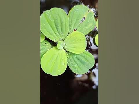 Home pond - alpha white shark - serene gold fish - YouTube