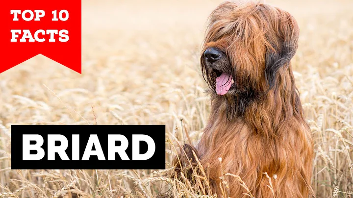 Briard - Top 10 Facts