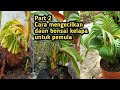 Part 2 |  CARA MENGECILKAN DAUN BONSAI KELAPA DENGAN CARA PRUNING BAGI PEMULA