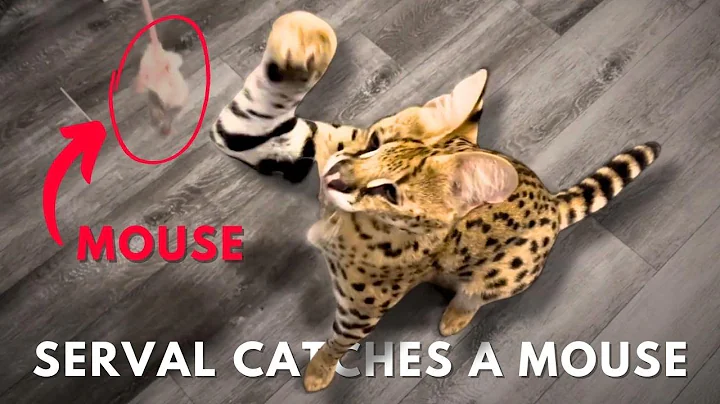 Watch the video about Serval Cat catches a mouse