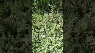 малоуходные растения для дачи, вдоль заборов, склонов, оврагов, безуходных диких мест