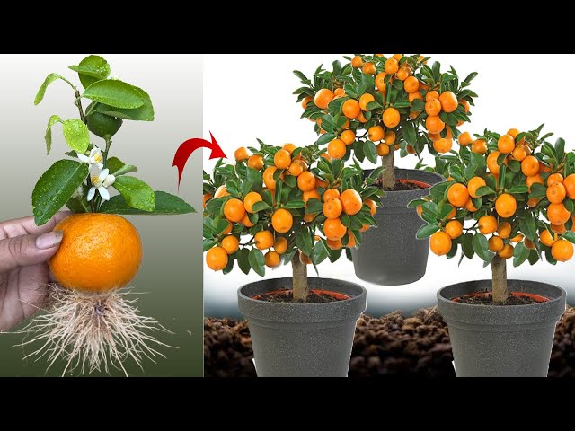 New idea ! Growing Oranges With Aloe Vera and Eggs​ | How to Grafting Oranges class=