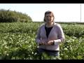 Soybean Insect Pest Management - Japanese Beetle and Soybean Aphid