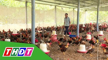 Nông dân Mỹ Phước Tây làm giàu từ nuôi gà chạy bộ | Nông dân khởi nghiệp - 23/11/2025 | THDT