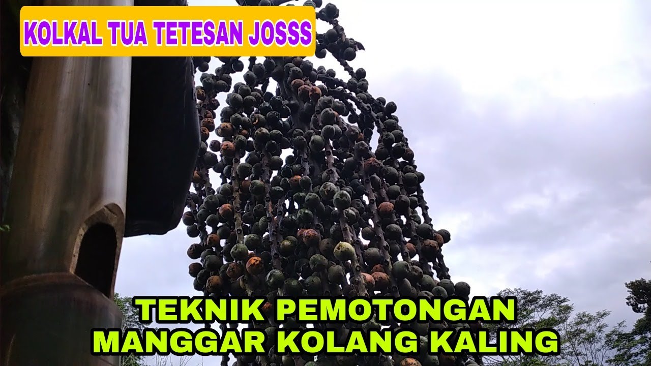 tehnik pemotongan manggar kolang kaling ! proses pemotongan manggar kolang kaling