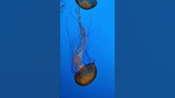 Jellyfish😃😃 #shorts #short #ocean #viral #trending #video #youtubeshorts #sea