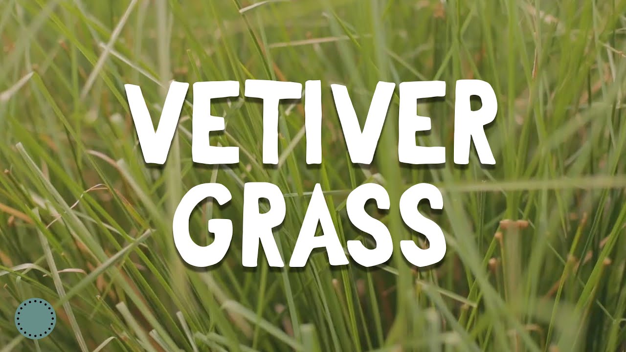 How to Grow Vetiver Grass YouTube