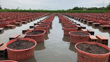 KỸ THUẬT TRỒNG HOA CÚC PHA LÊ | TẬP 1 - TẾT 2024