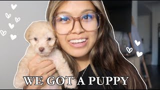 first days with my 9 week old maltipoo puppy | VLOG