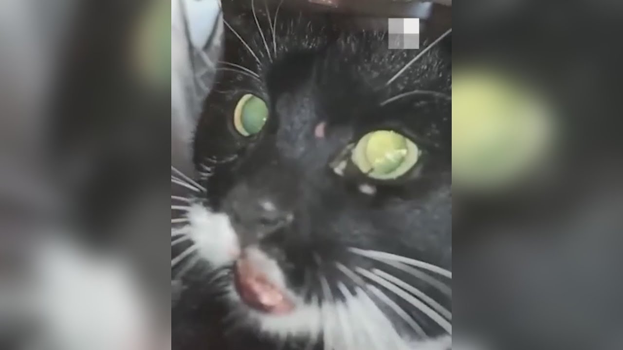 Кот бешеный