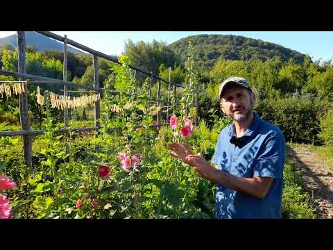 Video: Ce sunt florile de nalbă?