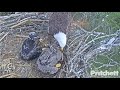 SWFL Eagles ~E18 Tries To Swallow First Opossum Tail! Great Feeding For Both E's- Huge Crops 2.28.21