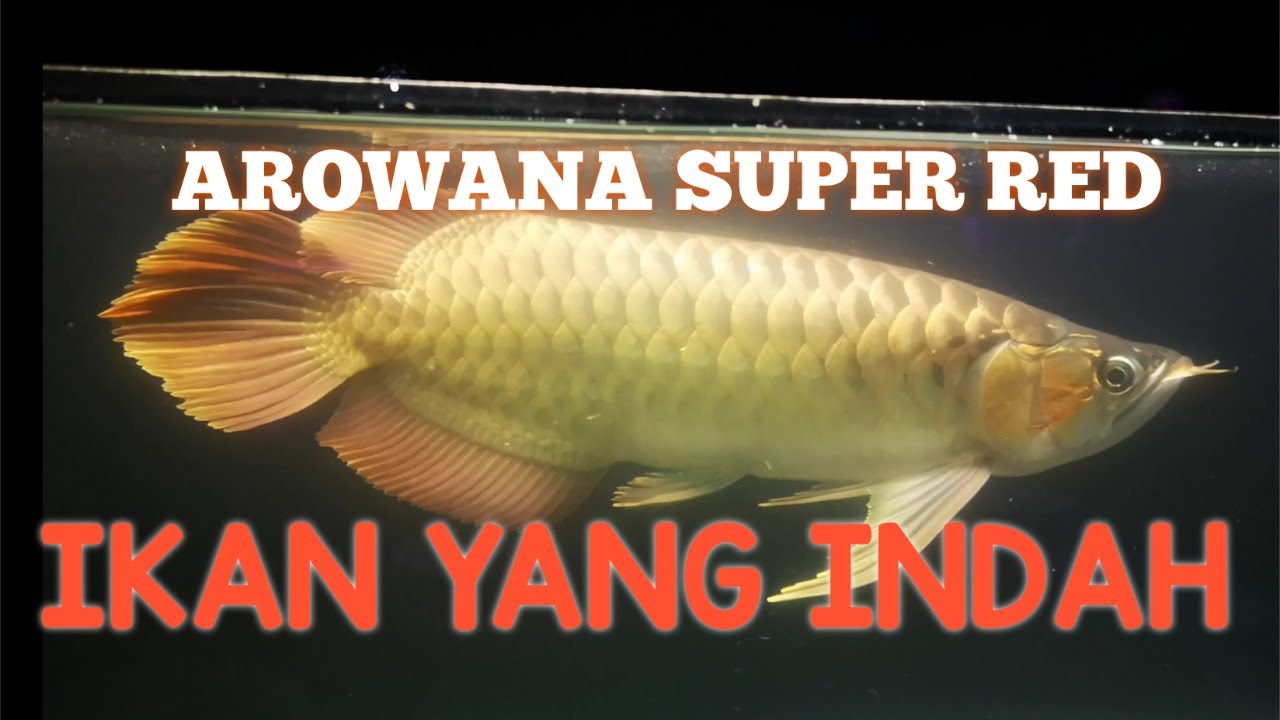 EDISI-05 Arowana Super Red Ekor API GEDE /FIRE TAIL OF AROWANA SUPER ...