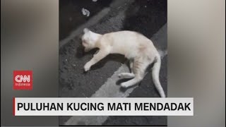 Puluhan Kucing Mati Mendadak