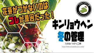 キンリョウヘン冬の管理「花芽がつかないのはコレが原因だった！」日本みつばちの養蜂 How to Beekeeping