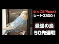 【最強の鳥】ゆうくんVSピッコ(P!cco)　50先連戦　【ぷよぷよテトリス２/Puyopuyotetris2】