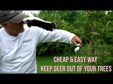 Wideo: Wskazówki dotyczące ochrony drzew przed jeleniem