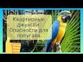 Опасности для попугаев. Квартирные джунгли.