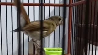 SUARA SULINGAN SRDC GACORR VOLUME KERASS SUARA JERNIH LANGSUNG NYAUT 