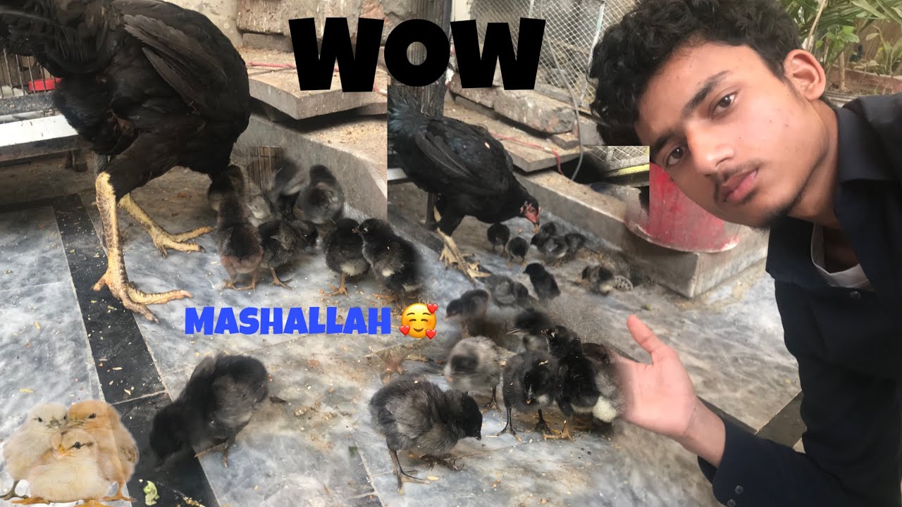 Black murghi  k intnay saray chozay nikal aya 🥰🥰