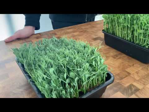 Video: Hvad er ærteskud - Ærteskud i haven og hvordan man bruger ærteskud