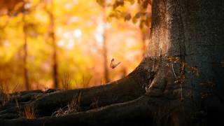 25 minuta Background Music Instrumentals - relaxdaily - relaxing - meditation music