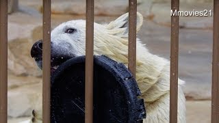 困ったマルル、上目遣いで飼育員さんにお願い？