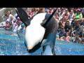 SeaWorld's old "Shamu" show (with trainers in the water!)