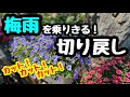 ◆【じめじめ梅雨】お花が枯れる前に必須です！『ポテトバッグ』開封祭りも♫