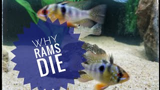 Why German Blue Rams Die