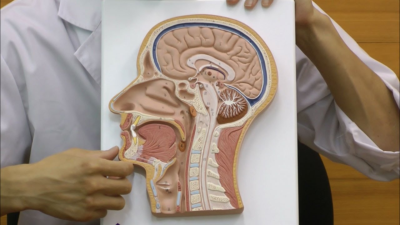 64-9714-81 頭部断面モデル 正中矢状断 （3B Smart Anatomy） C12