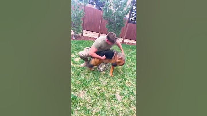 Happy Dog Gets Zoomies When Dad Returns Home