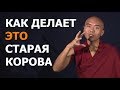 Практикуем регулярно | Мингьюр Ринпоче