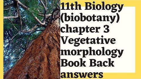 11th biology( biobotany) chapter 3 Vegetative morphology book back questions with answers