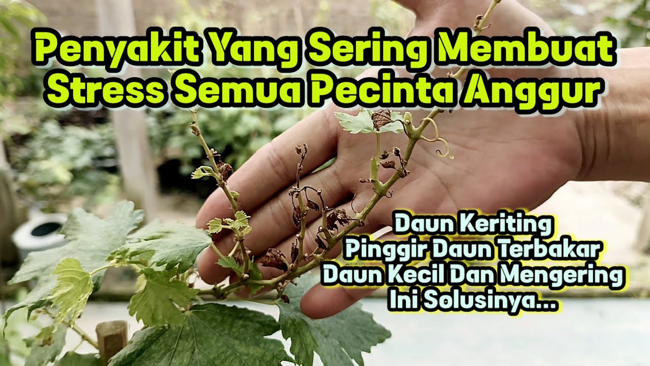 Sepele...Tapi Banyak Yang Belum Tau Cara Mengatasi Penyakit Anggur Ini
