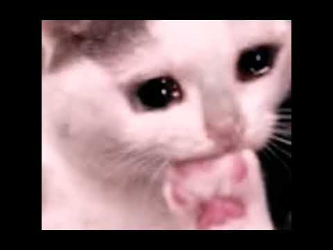 شفيق هل انت بخير