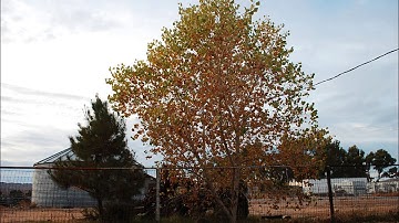 Backyard Time lapse - Nikon D40 and Arduino