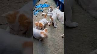 😻 Rescue Baby Kittens &amp; Mama Cat Saved Just in Time 🐱💔 #shorts