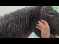 Самые спокойные лошади.| The calmest horses in the world.