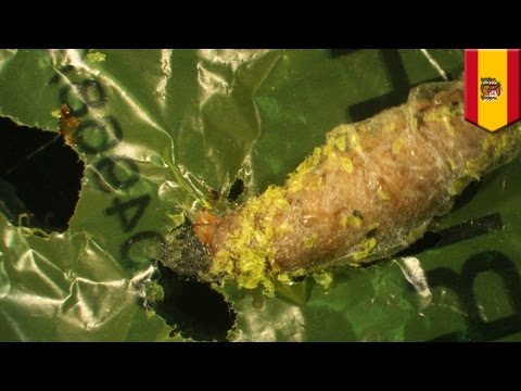 Video: Can wax worms tom?